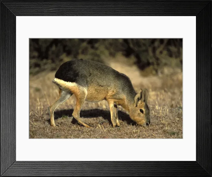 Framed Print : MARA / Patagonian Hare / Patagonian Cavy Range: Argentina, west - central Provinces and Patagonia. Photographed in Chubut Province Framed Print : MARA / Patagonian Hare / Patagonian Cavy Range: Argentina, west - central Provinces and Patagonia. Photographed in Chubut Province