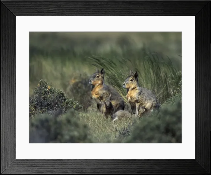 Framed Print : MARA / Patagonian Hare / Patagonian Cavy - nursing Patagonia, Argentina Framed Print : MARA / Patagonian Hare / Patagonian Cavy - nursing Patagonia, Argentina