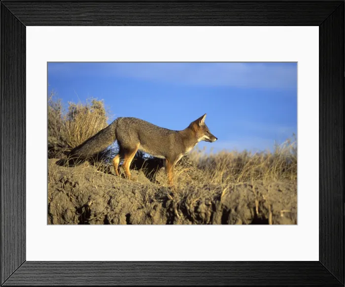 Framed Print : Patagonian Grey Fox Photographed on the coast of Patagonia Latin can also be Dusicyon griseus Framed Print : Patagonian Grey Fox Photographed on the coast of Patagonia Latin can also be Dusicyon griseus