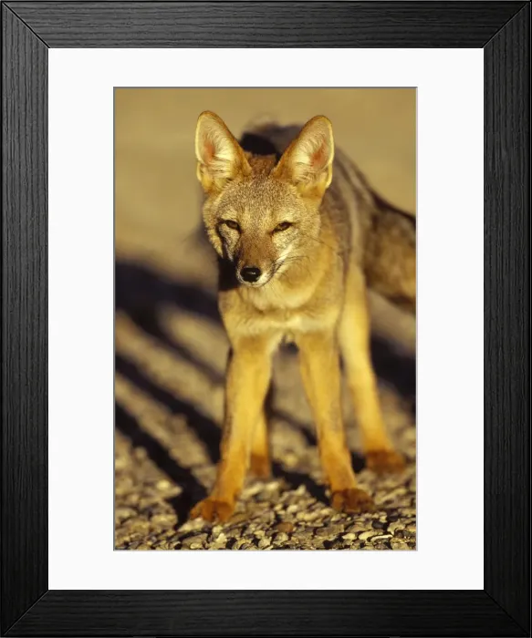Framed Print : Patagonian Grey Fox Photographed on the coast of Patagonia Latin can also be Dusicyon griseus Framed Print : Patagonian Grey Fox Photographed on the coast of Patagonia Latin can also be Dusicyon griseus