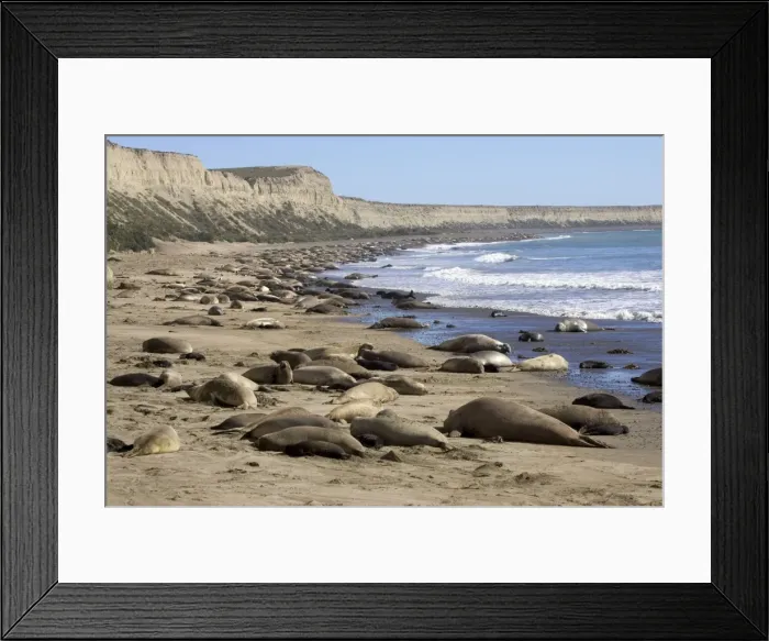 Framed Print : Southern Elephant Seal - colony Colony at Punta Hercules, Atlantic coast of the Valdes Peninsula, Chubut Province, Patagonia, Argentina Framed Print : Southern Elephant Seal - colony Colony at Punta Hercules, Atlantic coast of the Valdes Peninsula, Chubut Province, Patagonia, Argentina