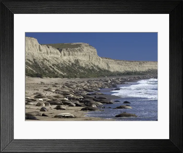 Framed Print : Southern Elephant Seal colony Colony at Punta Hercules, Atlantic coast of the Valdes Peninsula, Chubut Province, Patagonia, Argentina Framed Print : Southern Elephant Seal colony Colony at Punta Hercules, Atlantic coast of the Valdes Peninsula, Chubut Province, Patagonia, Argentina