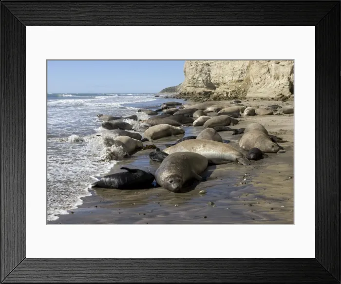 Framed Print : Southern Elephant Seal colony Colony at Punta Hercules, Atlantic coast of the Valdes Peninsula, Chubut Province, Patagonia, Argentina Framed Print : Southern Elephant Seal colony Colony at Punta Hercules, Atlantic coast of the Valdes Peninsula, Chubut Province, Patagonia, Argentina