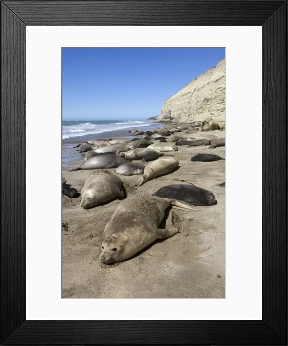 Framed Print : Southern Elephant Seal colony - Females and pups. Atlantic coast of the Valdes Peninsula, Patagonia, Argentina Framed Print : Southern Elephant Seal colony - Females and pups. Atlantic coast of the Valdes Peninsula, Patagonia, Argentina