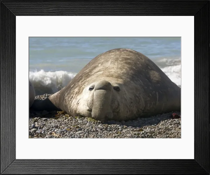 Framed Print : Southern Elephant Seal - Male Valdes Peninsula, Chubut Province, Patagonia, Argentina Framed Print : Southern Elephant Seal - Male Valdes Peninsula, Chubut Province, Patagonia, Argentina