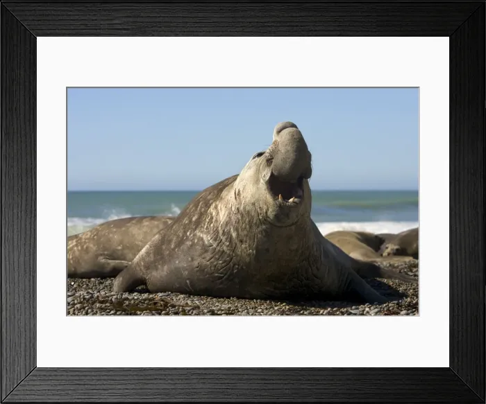 Framed Print : Southern Elephant Seal - Male Valdes Peninsula, Patagonia, Argentina Framed Print : Southern Elephant Seal - Male Valdes Peninsula, Patagonia, Argentina