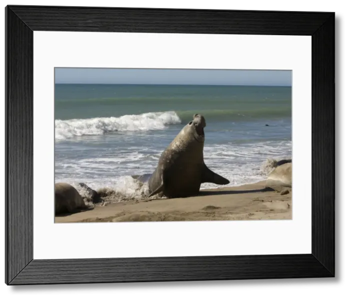 Framed Print : Southern Elephant Seal - male emerging from sea Valdes Peninsula, Patagonia, Argentina Framed Print : Southern Elephant Seal - male emerging from sea Valdes Peninsula, Patagonia, Argentina