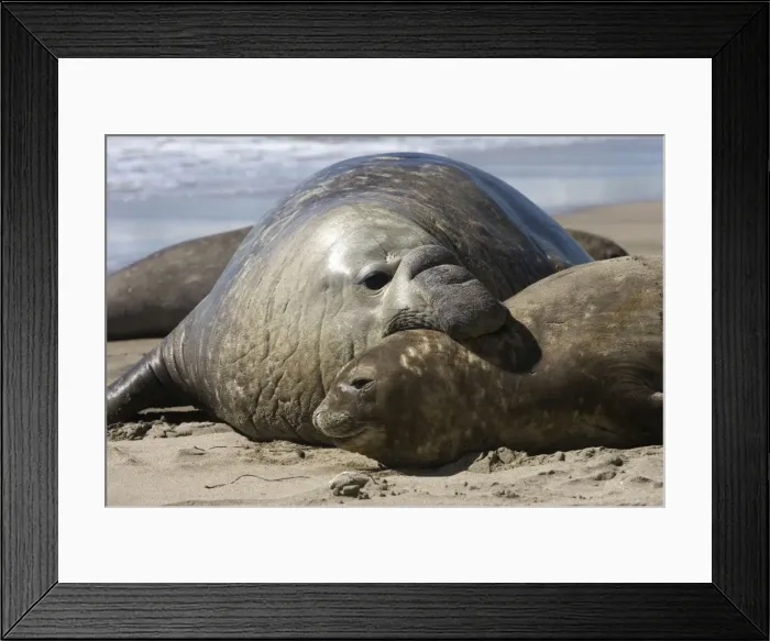 Framed Print : Southern Elephant Seal - male & female Valdes Peninsula, Patagonia, Argentina Framed Print : Southern Elephant Seal - male & female Valdes Peninsula, Patagonia, Argentina