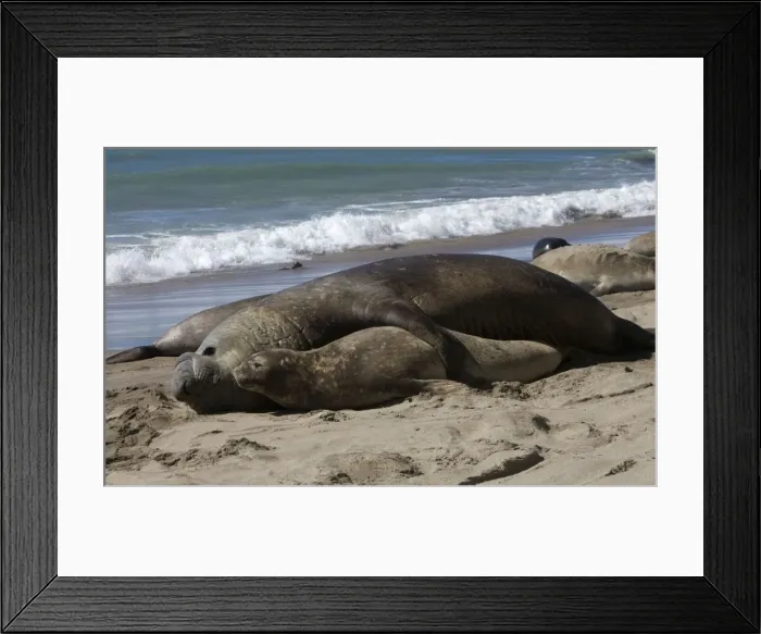 Framed Print : Southern Elephant Seal - mating Valdes Peninsula, Patagonia, Argentina Framed Print : Southern Elephant Seal - mating Valdes Peninsula, Patagonia, Argentina