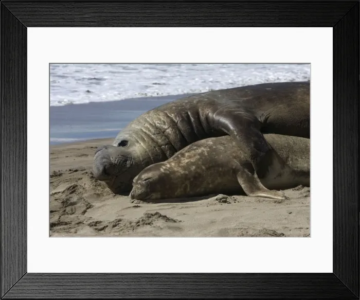 Framed Print : Southern Elephant Seal - mating Valdes Peninsula, Patagonia, Argentina Framed Print : Southern Elephant Seal - mating Valdes Peninsula, Patagonia, Argentina