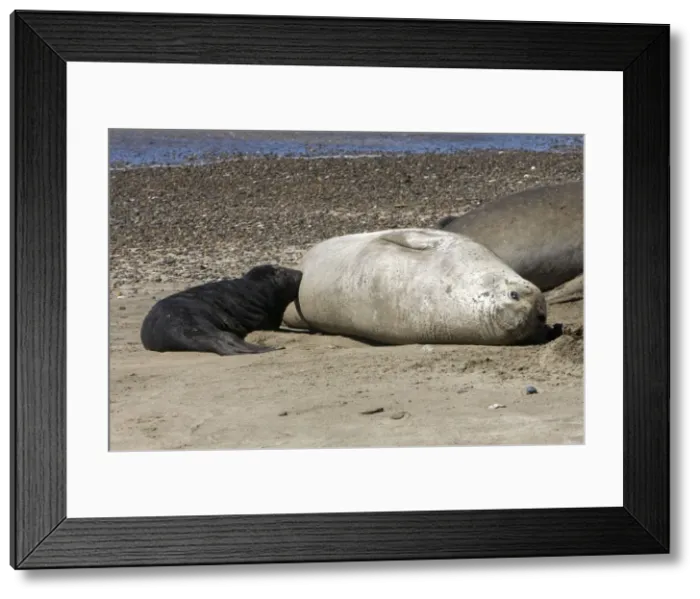 Framed Print : Southern Elephant Seal - Nursing pup Valdes Peninsula, Patagonia, Argentina Framed Print : Southern Elephant Seal - Nursing pup Valdes Peninsula, Patagonia, Argentina