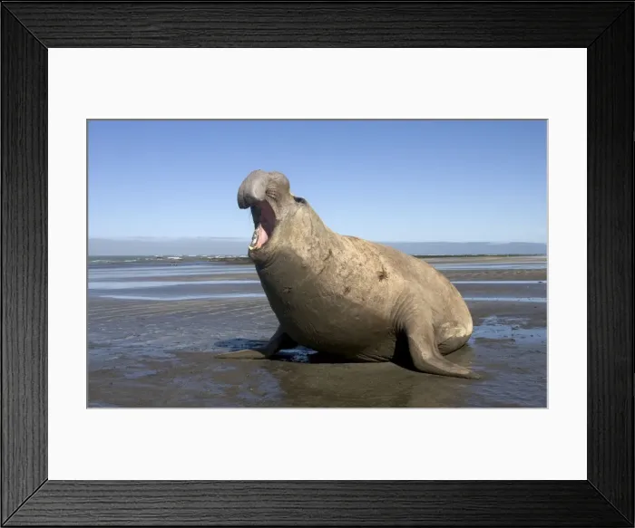 Framed Print : Southern Elephant Seal - male Valdes Peninsula, Patagonia, Argentina Framed Print : Southern Elephant Seal - male Valdes Peninsula, Patagonia, Argentina
