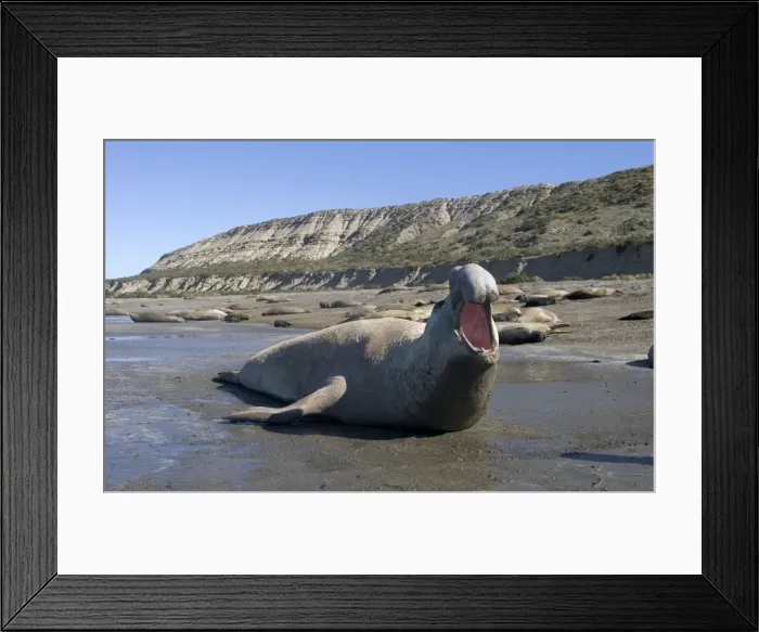 Framed Print : Southern Elephant Seal - male, calling Valdes Peninsula, Patagonia, Argentina Framed Print : Southern Elephant Seal - male, calling Valdes Peninsula, Patagonia, Argentina