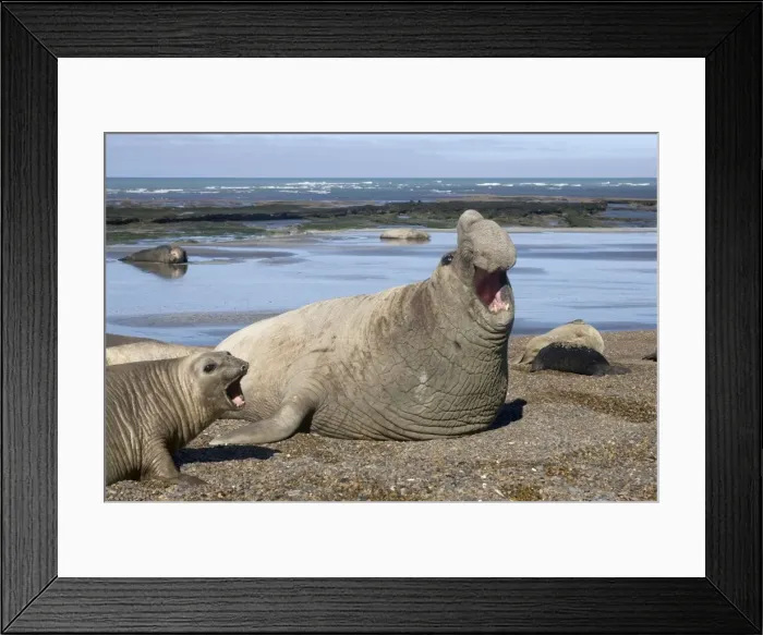 Framed Print : Southern Elephant Seal - Dominant male; female. Lesser males further back on the beach. Valdes Peninsula, Patagonia, Argentina Framed Print : Southern Elephant Seal - Dominant male; female. Lesser males further back on the beach. Valdes Peninsula, Patagonia, Argentina