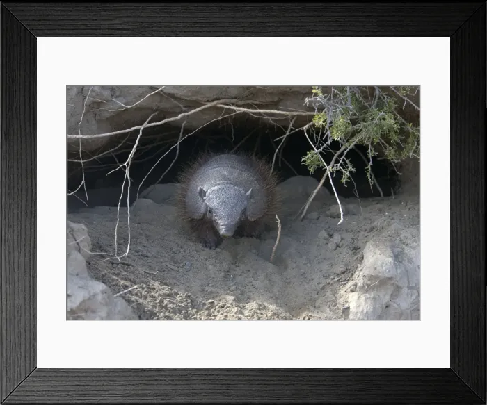 Framed Print : Hairy Armadillo South America: Paraguay to Patagonia, Argentina (Photographed in Patagonia) Framed Print : Hairy Armadillo South America: Paraguay to Patagonia, Argentina (Photographed in Patagonia)