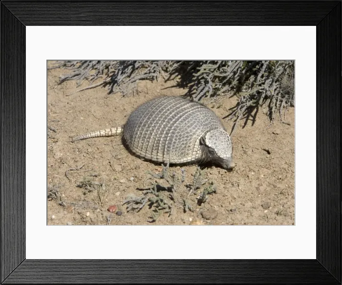 Framed Print : Armadillo / Pichi Distribution: Argentina: from Mendoza to Strait of Magellan; Chile: from Aconcagua region to Strait of Magellan Photographed in Patagonia, Argentina Framed Print : Armadillo / Pichi Distribution: Argentina: from Mendoza to Strait of Magellan; Chile: from Aconcagua region to Strait of Magellan Photographed in Patagonia, Argentina