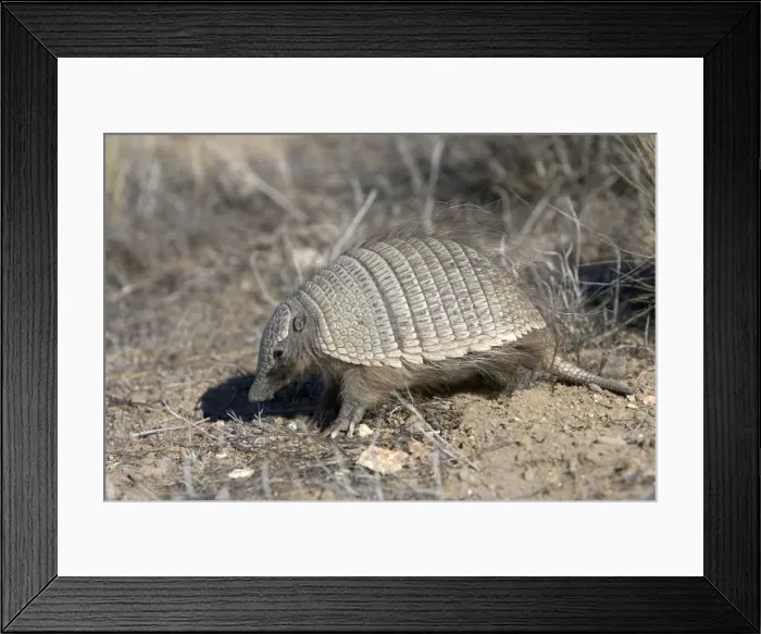 Framed Print : Armadillo / Pichi Distribution: Argentina: from Mendoza to Strait of Magellan; Chile: from Aconcagua region to Strait of Magellan Photographed in Patagonia, Argentina Framed Print : Armadillo / Pichi Distribution: Argentina: from Mendoza to Strait of Magellan; Chile: from Aconcagua region to Strait of Magellan Photographed in Patagonia, Argentina