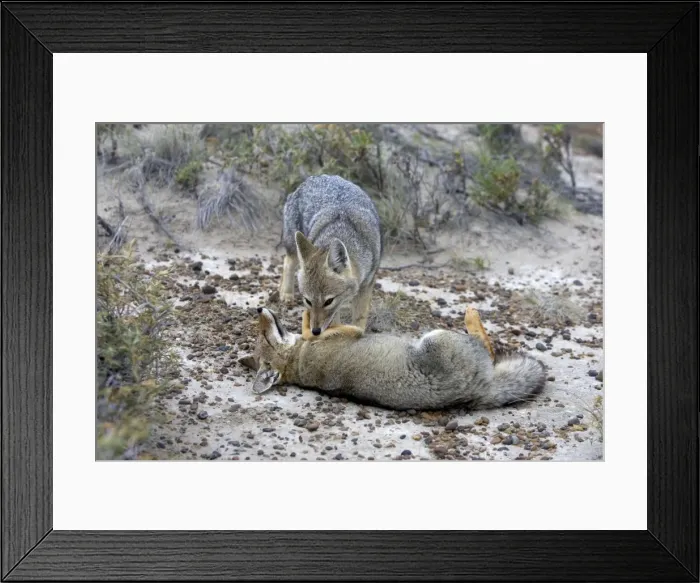 Framed Print : Patagonian Grey fox - grooming each other Patagonia: southern Argentina and Chile Framed Print : Patagonian Grey fox - grooming each other Patagonia: southern Argentina and Chile