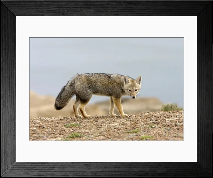 Framed Print : Patagonian Grey Fox Patagonia: Southern Argentina and Chile Framed Print : Patagonian Grey Fox Patagonia: Southern Argentina and Chile