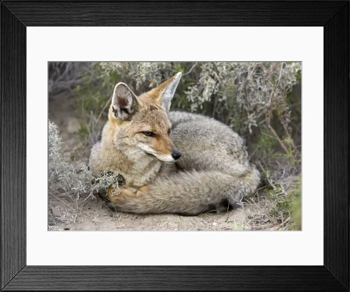 Framed Print : Patagonian Grey Fox Patagonia: Southern Argentina and Chile Framed Print : Patagonian Grey Fox Patagonia: Southern Argentina and Chile
