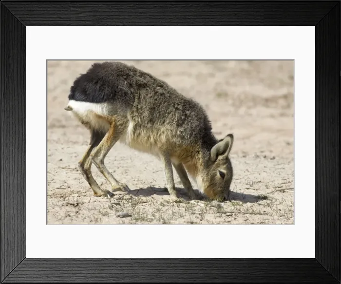 Framed Print : MARA / Patagonian Hare / Patagonian Cavy - feeding Range: Argentina, west - central Provinces and Patagonia. Photographed in Chubut Province Framed Print : MARA / Patagonian Hare / Patagonian Cavy - feeding Range: Argentina, west - central Provinces and Patagonia. Photographed in Chubut Province