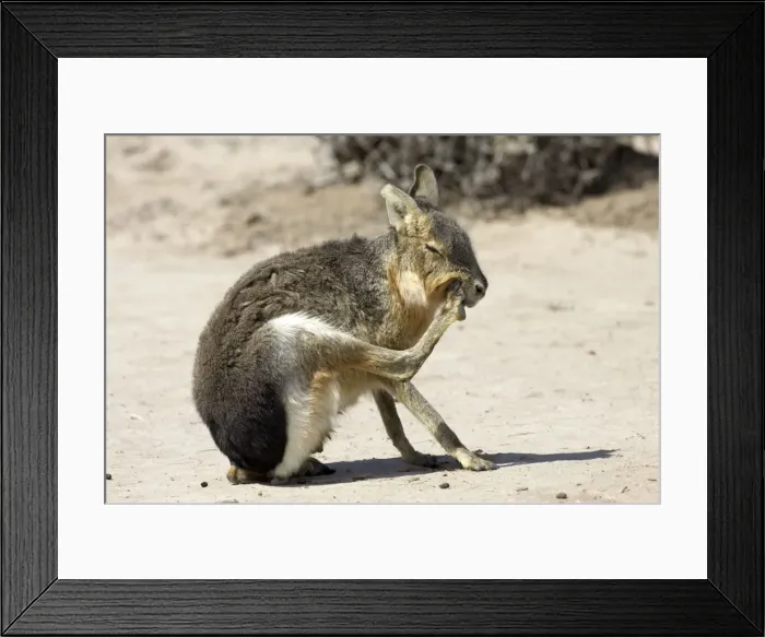 Framed Print : MARA / Patagonian Hare / Patagonian Cavy - grooming Range: Argentina, west - central Provinces and Patagonia. Photographed in Chubut Province Framed Print : MARA / Patagonian Hare / Patagonian Cavy - grooming Range: Argentina, west - central Provinces and Patagonia. Photographed in Chubut Province