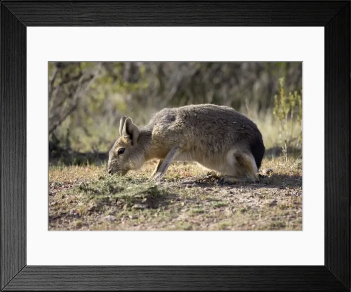 Framed Print : MARA / Patagonian Hare / Patagonian Cavy - feeding Range: Argentina, west - central Provinces and Patagonia. Photographed in Chubut Province Framed Print : MARA / Patagonian Hare / Patagonian Cavy - feeding Range: Argentina, west - central Provinces and Patagonia. Photographed in Chubut Province