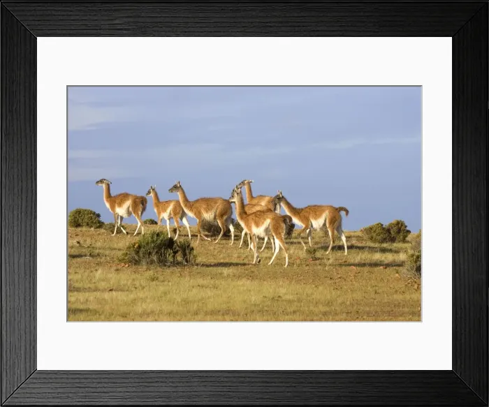 Framed Print : Guanaco -herd South America. Photographed on the coast of Patagonia in Cabo dos Bahias Provincial Reserve, Province of Chubut, Argentina