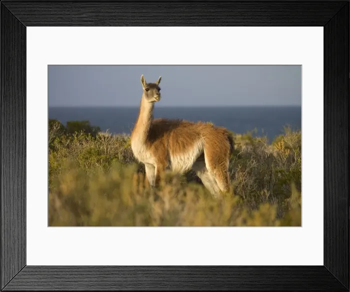 Framed Print : Guanaco South America. Photographed on the coast of Patagonia in Cabo dos Bahias Provincial Reserve, Province of Chubut, Argentina Framed Print : Guanaco South America. Photographed on the coast of Patagonia in Cabo dos Bahias Provincial Reserve, Province of Chubut, Argentina