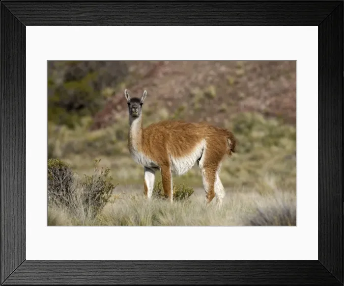 Framed Print : Guanaco South America. Photographed on the coast of Patagonia in Cabo dos Bahias Provincial Reserve, Province of Chubut, Argentina Framed Print : Guanaco South America. Photographed on the coast of Patagonia in Cabo dos Bahias Provincial Reserve, Province of Chubut, Argentina
