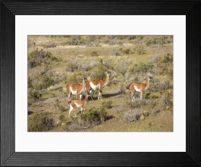 Framed Print : Guanaco - group South America. Photographed on the coast of Patagonia in Cabo dos Bahias Provincial Reserve, Province of Chubut, Argentina Framed Print : Guanaco - group South America. Photographed on the coast of Patagonia in Cabo dos Bahias Provincial Reserve, Province of Chubut, Argentina