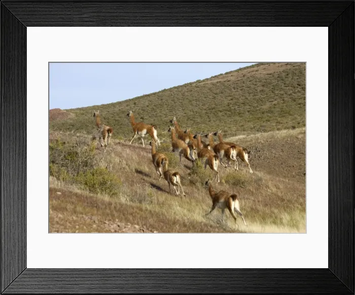 Framed Print : Guanaco - herd running South America. Photographed on the coast of Patagonia in Cabo dos Bahias Provincial Reserve, Province of Chubut, Argentina Framed Print : Guanaco - herd running South America. Photographed on the coast of Patagonia in Cabo dos Bahias Provincial Reserve, Province of Chubut, Argentina