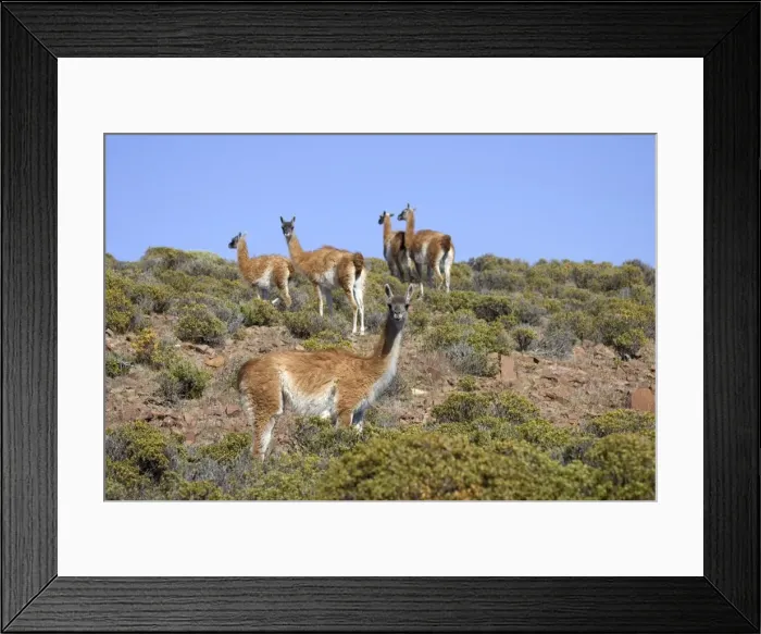 Framed Print : Guanaco - group South America. Photographed on the coast of Patagonia in Cabo dos Bahias Provincial Reserve, Province of Chubut, Argentina Framed Print : Guanaco - group South America. Photographed on the coast of Patagonia in Cabo dos Bahias Provincial Reserve, Province of Chubut, Argentina