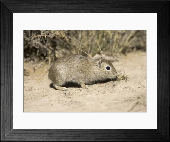 Framed Print : Lesser CAVY (local name: Cuis) Photographed in Patagonia, Argentina Framed Print : Lesser CAVY (local name: Cuis) Photographed in Patagonia, Argentina