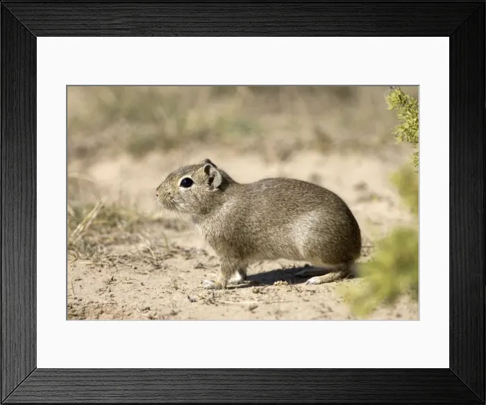 Framed Print : Lesser CAVY (local name: Cuis) Photographed in Patagonia, Argentina Framed Print : Lesser CAVY (local name: Cuis) Photographed in Patagonia, Argentina
