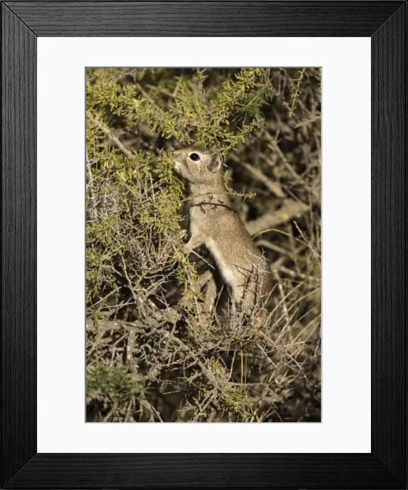 Framed Print : Lesser CAVY (local name: Cuis) Photographed in Patagonia, Argentina Framed Print : Lesser CAVY (local name: Cuis) Photographed in Patagonia, Argentina