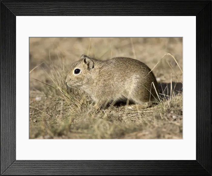 Framed Print : Lesser CAVY (local name: Cuis) Photographed in Patagonia, Argentina