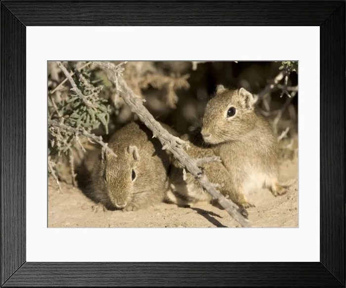 Framed Print : Lesser CAVY (local name: Cuis) Photographed in Patagonia, Argentina Framed Print : Lesser CAVY (local name: Cuis) Photographed in Patagonia, Argentina