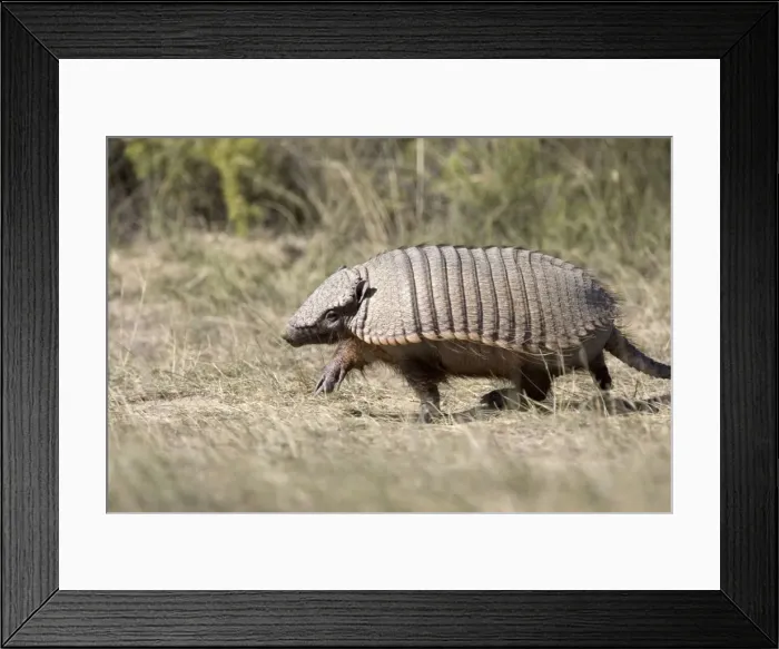 Framed Print : Hairy Armadillo Photographed in Patagonia, Argentina