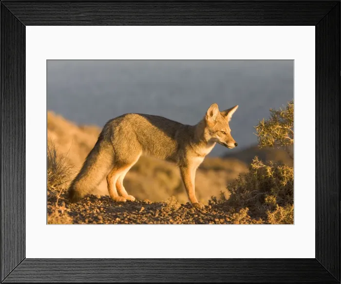 Framed Print : Patagonian Grey Fox Patagonia: southern Argentina and Chile Framed Print : Patagonian Grey Fox Patagonia: southern Argentina and Chile