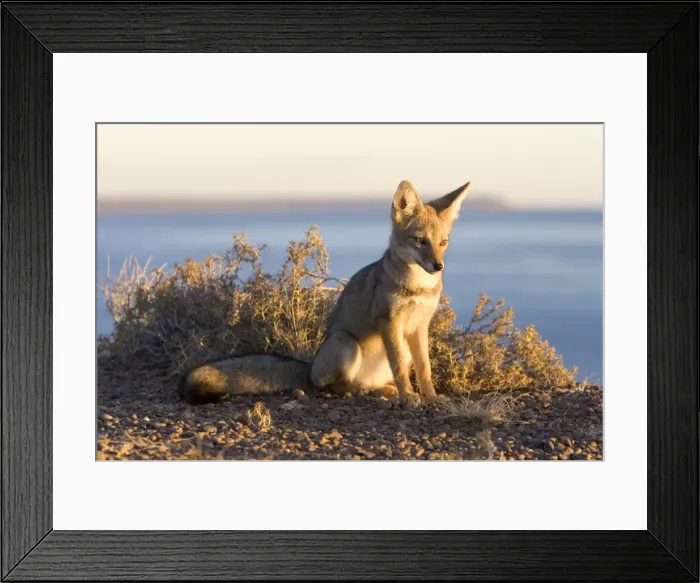 Framed Print : Patagonian Grey Fox Patagonia: Southern Argentina and Chile Framed Print : Patagonian Grey Fox Patagonia: Southern Argentina and Chile