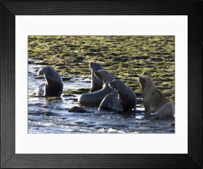 Framed Print : South American Sealion - Adult sealions looking towards the deep channel where Killer whales are waiting for an opportunity to capture a pup. Killer whales do not capture adult sealions but they never forget that as pups Framed Print : South American Sealion - Adult sealions looking towards the deep channel where Killer whales are waiting for an opportunity to capture a pup. Killer whales do not capture adult sealions but they never forget that as pups
