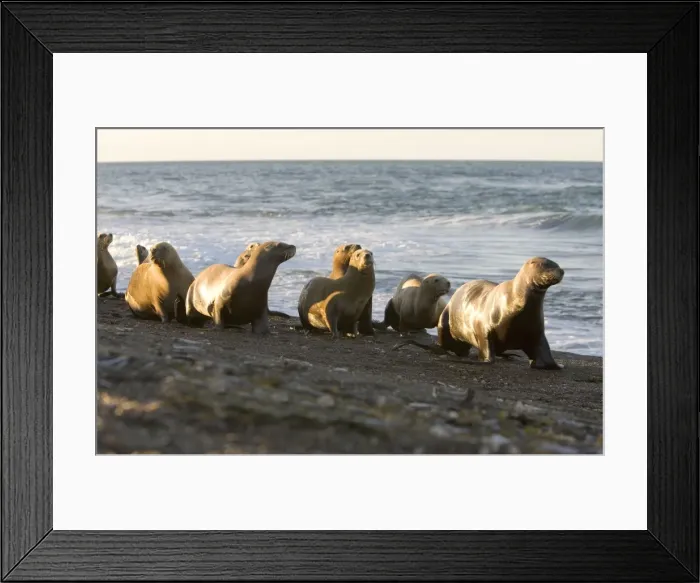 Framed Print : South American Sealion - Group of adult female sealions walking on the beach rather than swimming along the shore to cross an area where killer whales wait to capture sealion pups Framed Print : South American Sealion - Group of adult female sealions walking on the beach rather than swimming along the shore to cross an area where killer whales wait to capture sealion pups