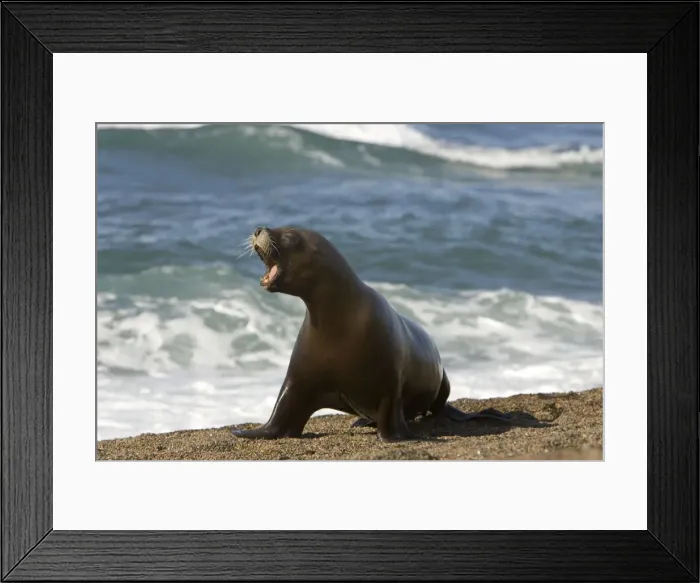 Framed Print : South American Sealion - This adult female sealion was swimming along the shore and was chased by killer whales. Killer whales do not capture the adults but sometimes chase them, perhaps practicing their hunting skills, perhaps as pure harassment Framed Print : South American Sealion - This adult female sealion was swimming along the shore and was chased by killer whales. Killer whales do not capture the adults but sometimes chase them, perhaps practicing their hunting skills, perhaps as pure harassment