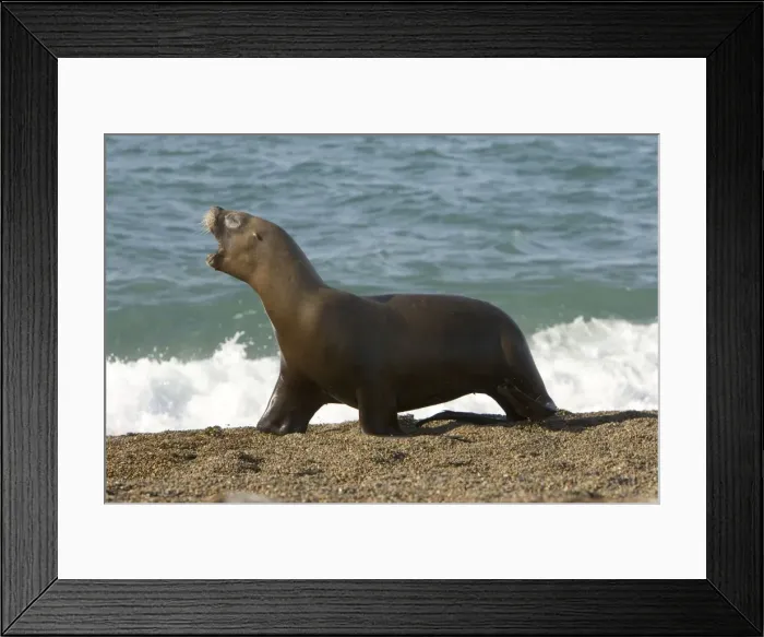 Framed Print : South American Sealion- This adult female sealion was swimming along the shore and was chased by killer whales. Killer whales do not capture the adults but sometimes chase them, perhaps practicing their hunting skills, perhaps as pure harassment Framed Print : South American Sealion- This adult female sealion was swimming along the shore and was chased by killer whales. Killer whales do not capture the adults but sometimes chase them, perhaps practicing their hunting skills, perhaps as pure harassment