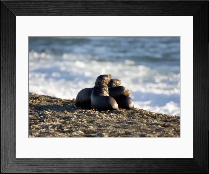 Framed Print : South American Sealion - pups on a beach at Punta Norte, Valdes Peninsula, Patagonia, Argentina. While swimming along the shore, they have been chased by Killer whales and managed to escape. Shocked and afraid they huddle together on the beach Framed Print : South American Sealion - pups on a beach at Punta Norte, Valdes Peninsula, Patagonia, Argentina. While swimming along the shore, they have been chased by Killer whales and managed to escape. Shocked and afraid they huddle together on the beach