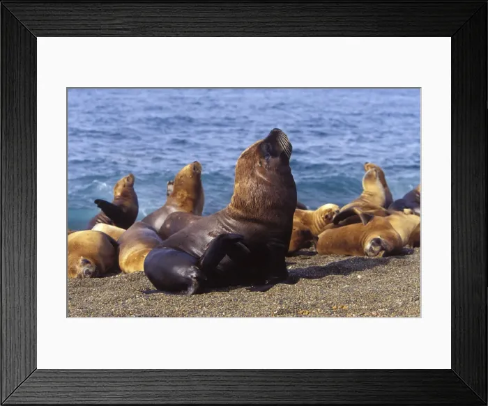 Framed Print : South American Sealion - Male (foreground) and group of females; Coast of Patagonia, Argentina Framed Print : South American Sealion - Male (foreground) and group of females; Coast of Patagonia, Argentina