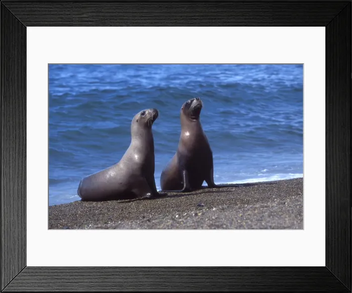 Framed Print : South American Sealion - Two females returning from fishing Coast of Patagonia, Argentina Framed Print : South American Sealion - Two females returning from fishing Coast of Patagonia, Argentina