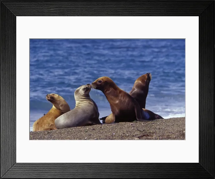 Framed Print : South American Sea Lion - Females, resting and socializing on the beach. Coast of Patagonia, Argentina Framed Print : South American Sea Lion - Females, resting and socializing on the beach. Coast of Patagonia, Argentina