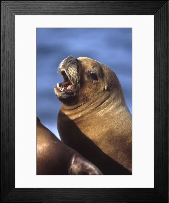 Framed Print : South American Sealion - Female Coast of Patagonia, Argentina Framed Print : South American Sealion - Female Coast of Patagonia, Argentina